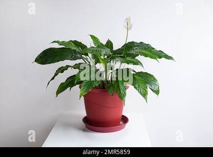 Spathiphyllum ou nénuphars de la paix plante dans un pot de fleur rouge sur un fond blanc, décoration minimaliste Banque D'Images