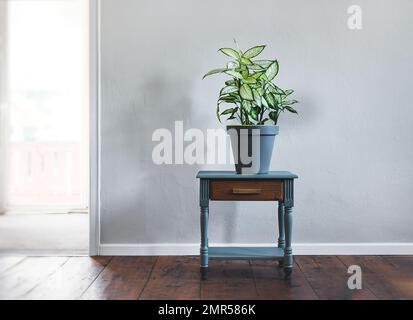 Dieffenbachia ou plante de canne stupide dans un pot de fleur gris sur une table grise en salle de lumière du jour, style minimaliste et scandinave Banque D'Images