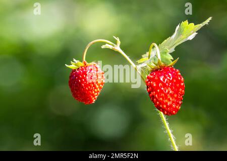 Une fraise sauvage qui pousse dans une forêt. Fruit de fraise rouge et deux fraises vertes sur fond vert flou. Placer pour le texte Banque D'Images