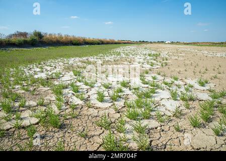 Salicornia europaea plantes de samphir communes dans un marais salé avec sol sec fissuré sur l'île côtière de l'Atlantique de l'Ile de Ré, Charente Maritime, France Banque D'Images