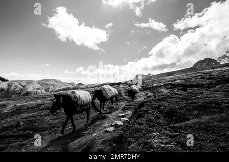 Emballez les chevaux dans une expédition dans les Andes péruviennes Banque D'Images