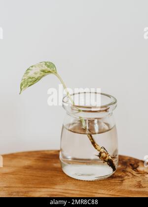 Petite plante de la famille de la philodendron verte dans un pot d'eau pour enraciner sur une table en bois. Vue avant. Copier l'espace Banque D'Images