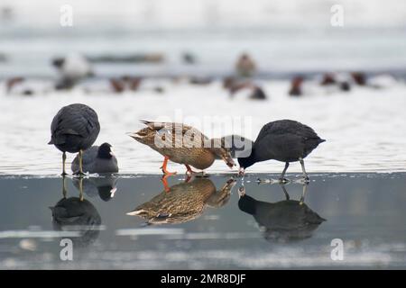 Mallard (Anas platyrhynchos) et cococottes (Fulica atra), Rhénanie-Palatinat, Allemagne, Europe Banque D'Images