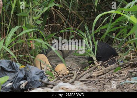 Manaus, Amazonas, Brésil. 31st janvier 2023. (INT) Un adolescent aurait été enlevé et assassiné à Manaus. 31 janvier 2023, Manaus, Amazona, Brésil: Avec sept coups de feu, l'adolescent Bryan Azevedo Dantas, 17 ans, a été trouvé mort mardi (31) matin dans une zone forestière de la section de l'Avenida Oitis, dans le district industriel 2, sur le côté est de Manaus. Le suspect est que le jeune homme a été kidnappé et assassiné dans un règlement possible des scores de trafic de drogue. Le cas sera examiné par le poste de police spécialisé pour les homicides et les enlèvements (DEHS).Credit: Josemar Antunes/Thenews2 (CRE Banque D'Images