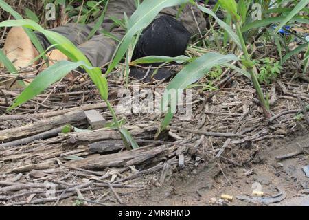 Manaus, Amazonas, Brésil. 31st janvier 2023. (INT) Un adolescent aurait été enlevé et assassiné à Manaus. 31 janvier 2023, Manaus, Amazona, Brésil: Avec sept coups de feu, l'adolescent Bryan Azevedo Dantas, 17 ans, a été trouvé mort mardi (31) matin dans une zone forestière de la section de l'Avenida Oitis, dans le district industriel 2, sur le côté est de Manaus. Le suspect est que le jeune homme a été kidnappé et assassiné dans un règlement possible des scores de trafic de drogue. Le cas sera examiné par le poste de police spécialisé pour les homicides et les enlèvements (DEHS).Credit: Josemar Antunes/Thenews2 (CRE Banque D'Images