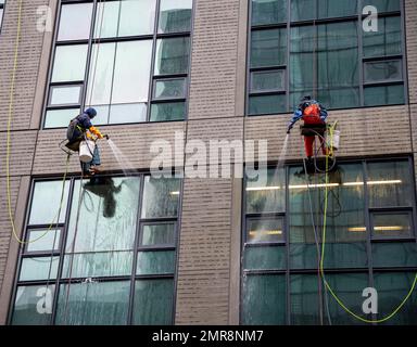 Deux nettoyeurs de fenêtres descendent en rappel vers le bas d'un gratte-ciel, Seattle, Washington, États-Unis, Amérique du Nord Banque D'Images