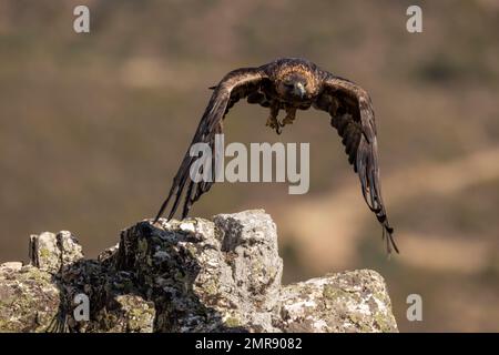 Aigle d'or (Aquila chrysaetos) au décollage d'une falaise, Andalousie, Espagne, Europe Banque D'Images