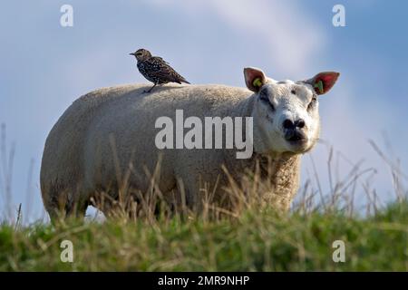 Étoiles communes (Sturnus vulgaris), plumage hivernal, à l'arrière d'un mouflon de Texel, île de Texel, pays-Bas Banque D'Images