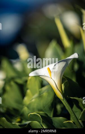 Calla Lilys bloomibg dans la vallée de Calla Lily à la plage d'État de Garrapatta Banque D'Images