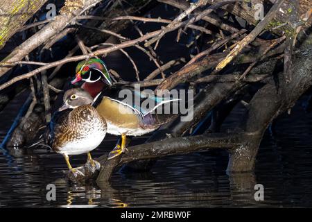 Une paire de canards de bois ou de Caroline (Aix sponsora) Banque D'Images