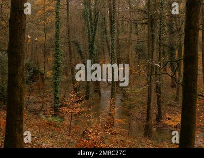 Une vue panoramique sur une petite rivière qui coule dans une forêt pendant la saison d'automne Banque D'Images