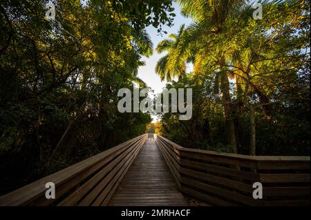 Promenade surélevée au Green Cay nature Center et aux terres humides de Boynton Beach, Floride, le matin ensoleillé, clair et sans nuages. Banque D'Images