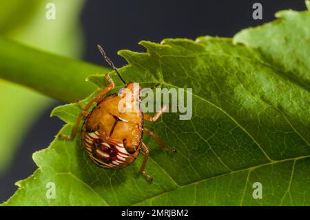 Vadnais Heights, Minnesota. Le Soldier bug nymphe, Podisus maculaliventris assis sur la feuille de plante. Banque D'Images