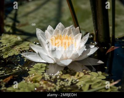 Une fleur de Nymphaea candida avec des feuilles à la surface du lac Banque D'Images