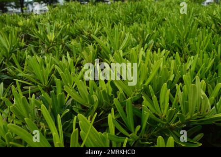 Des arbustes à feuillage vert luxuriant ornent le jardin. Banque D'Images