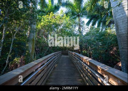 Promenade surélevée au Green Cay nature Center et aux terres humides de Boynton Beach, Floride, le matin ensoleillé, clair et sans nuages. Banque D'Images