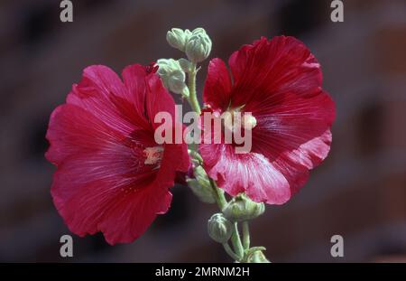 FLEURS DE HOLLYHOCK ROUGE (ALTHAEA ROSEA) Banque D'Images