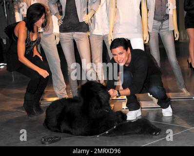 L'acteur Mario Lopez et la petite amie Courtney Mazza Shop à Armani Exchange sur Robertson Blvd. Et tandis que l'intérieur de Mario prend une minute pour animal de compagnie un chien amical. Los Angeles, Californie. 03/04/10. Banque D'Images