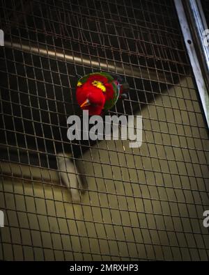 Un gros plan vertical d'un lory (Lorius chlorocercus) à bicapture jaune sur une porte métallique d'une boîte Banque D'Images