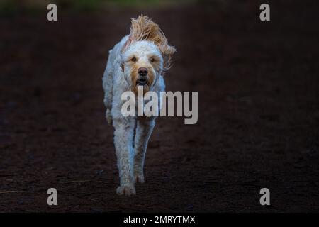 Un gros plan d'un Labradoodle marchant dans le jardin Banque D'Images