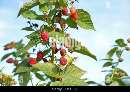 branche de framboises mûres dans un jardin Banque D'Images