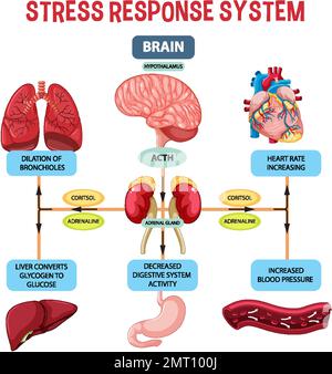 Illustration du schéma du système de réponse aux contraintes Illustration de Vecteur
