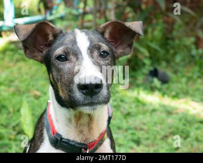 Un chien mongrel se fixe à l'appareil photo. Banque D'Images