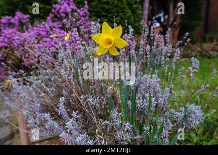 Une jonquille jaune pousse parmi les fleurs sauvages du printemps. Banque D'Images