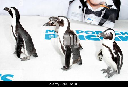 Les pingouins arrivent à la première des « Mr. Popper's Penguins » de Renard datant du 20th siècle, qui ont eu lieu au théâtre chinois de Grauman sur 12 juin 2011 à Hollywood, en Californie. 6/12/11 Banque D'Images