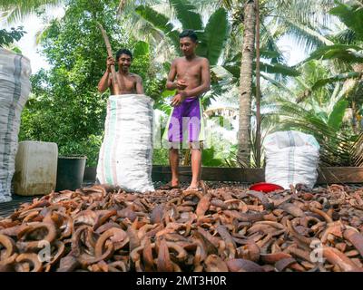 Les travailleurs collectent des noix de coco séchées ou du coprah dans l'usine traditionnelle de coprah à North Maluku, en Indonésie. Banque D'Images