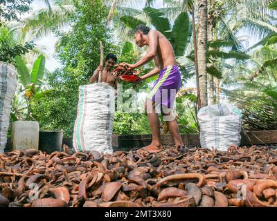 Les travailleurs collectent des noix de coco séchées ou du coprah dans l'usine traditionnelle de coprah à North Maluku, en Indonésie. Banque D'Images