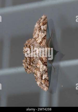 Petit papillon australien à motifs, cleora sabulata, dans le jardin du Queensland la nuit. Marron, gris, noir et blanc. Sur la fenêtre été. Banque D'Images