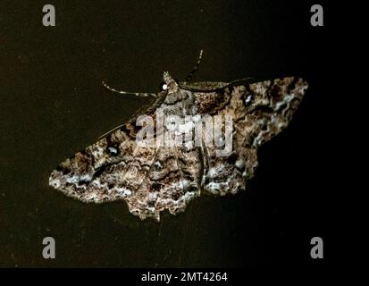 Petit papillon australien à motifs, cleora sabulata, dans le jardin du Queensland la nuit. Marron, gris, noir et blanc. Arrière-plan noir. Été Banque D'Images