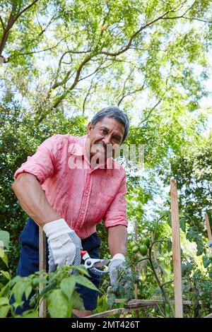 Fier de ses compétences en élagage. un homme âgé heureux jardinant dans son arrière-cour. Banque D'Images