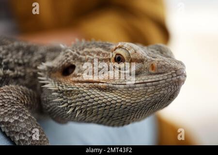 Jeune femme avec lézard barbu à la maison, en gros plan. Animal exotique Banque D'Images