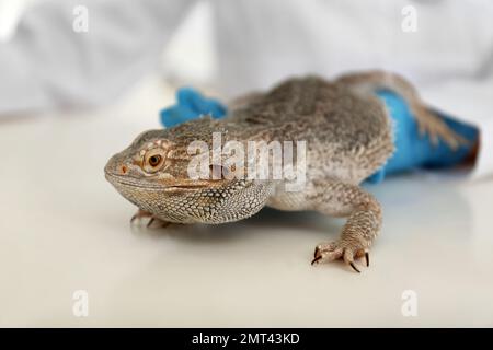 Vétérinaire examinant le lézard barbu sur la table en clinique, en gros plan. Animal exotique Banque D'Images