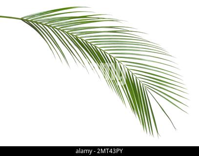 Belle feuille tropicale luxuriante isolée sur blanc Banque D'Images