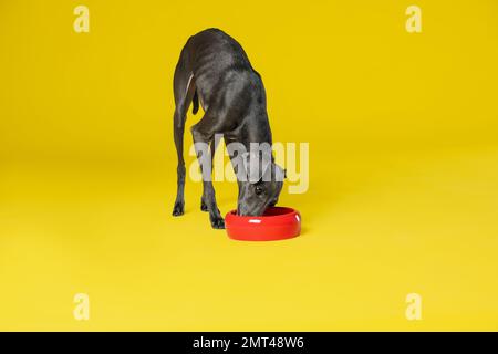 Chien Greyhound italien mangeant dans un bol sur fond jaune Banque D'Images