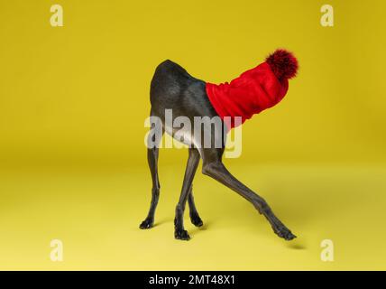 Chien Greyhound italien portant un chapeau drôle sur fond jaune Banque D'Images