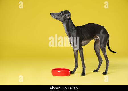 Chien Greyhound italien près d'un bol d'alimentation sur fond jaune. Espace pour le texte Banque D'Images