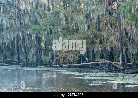 États-Unis, Texas, Jefferson, Caddo Lake, Big Cypress Bayou Banque D'Images