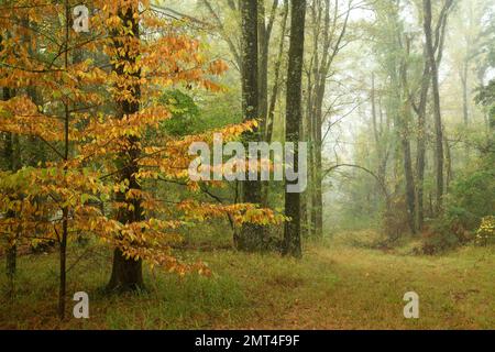 Etats-Unis, Sud profond, Mississippi, Canton, Natchez Trace, Banque D'Images