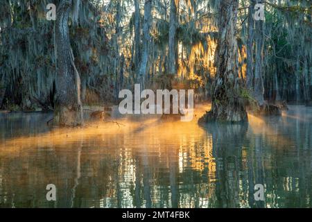 Etats-Unis, Sud profond, Louisiane, bassin d'Atchafalaya, Lafayette, Lac Martin, Banque D'Images