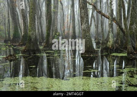 Etats-Unis, Sud profond, Mississippi, Canton, Natchez Trace, Banque D'Images