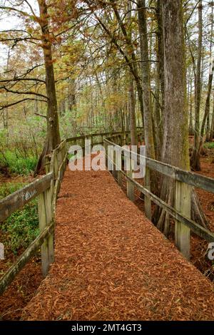 Etats-Unis, Sud profond, Louisiane, bassin d'Atchafalaya, Lafayette, Lac Martin, Banque D'Images