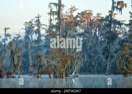 Etats-Unis, Sud profond, Louisiane, bassin d'Atchafalaya, Lafayette, Lac Martin, Banque D'Images