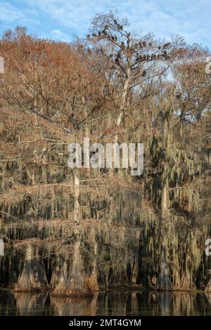 États-Unis, Texas, Jefferson, Caddo Lake, Big Cypress Bayou, Vautours sur le cyprès du lac Benton Banque D'Images