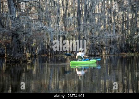 États-Unis, Texas, Jefferson, Caddo Lake, Big Cypress Bayou, Banque D'Images