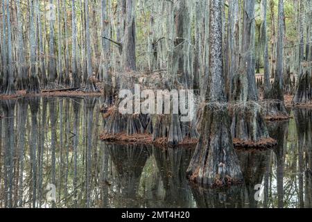 États-Unis, Texas, Jefferson, Caddo Lake, Big Cypress Bayou, Rivière OLE Mossy's Up Banque D'Images