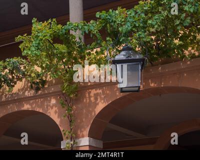 Une lampe d'entraîneur et des vignes qui poussent sur la Villa Reale di Marlia Capannori Toscane Italie Banque D'Images